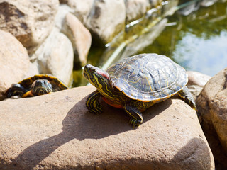 Pond slider on a stone in a sunny summer day.