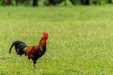 Beautiful Rooster on nature background