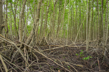 Mangrove forests are abundant in Thailand.
