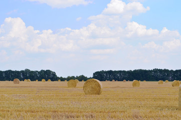 Fototapeta premium bales of hay in the field