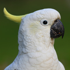 Parrot white head
