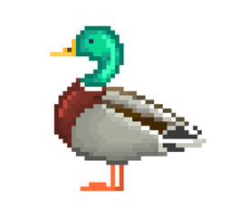 Fototapeta premium Pixel art drake, male wild duck illustration