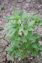 fresh green Ocimum basilicum tree in nature garden