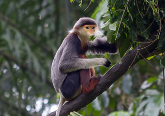 Fototapeta premium Обезьянка лангур