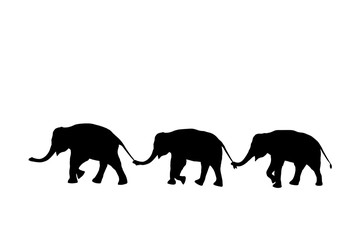 silhouette elephants relationship with trunk hold family tail walking together isolated on white...
