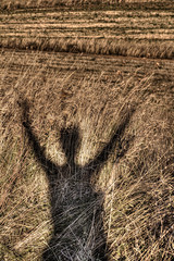shadow of a free man