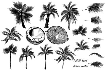 Vector set of detailed palm trees for design