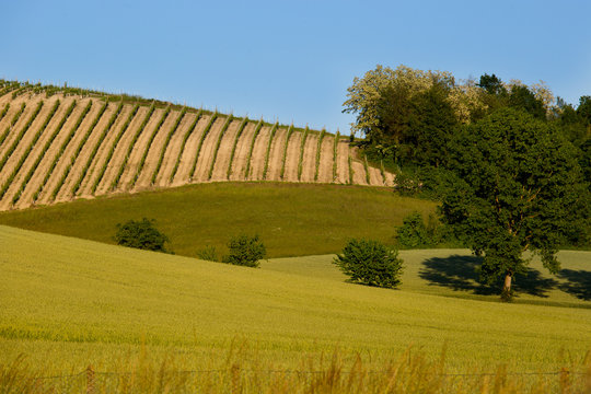 Geometric rows of vineyards on rolling hills with wheat field in foreground, blue sky.