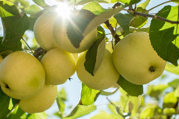 Ветка с яблоками