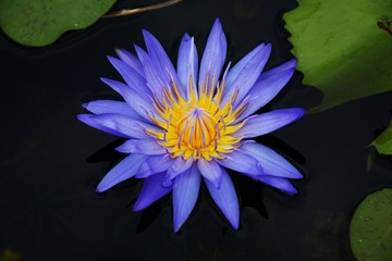 closeup blue lotus blossoms blooming on pond background