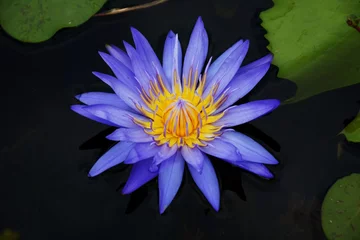 Papier Peint photo Lavable fleur de lotus closeup blue lotus blossoms blooming on pond background