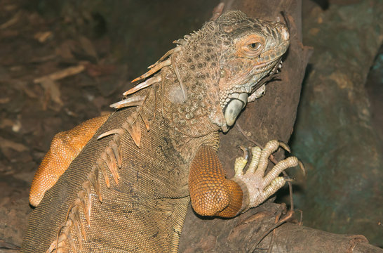 Ritratto di un'iguana