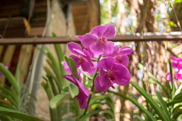 Beautiful orchid flowers on home background