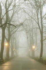 Misty evening in old park.