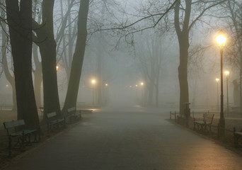 Misty evening in old park.