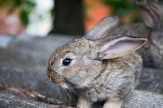 fluffy bunny macro view photo. gray rabbit, shallow depth field, soft focus