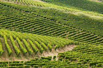 Rows of vineyards on rolling hills capturing the different exposures to the sun