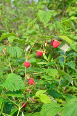 Obraz premium Branch of raspberry with the red berries on a background of gree