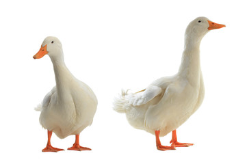  two duck
