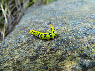 Hawk-moth caterpillar
