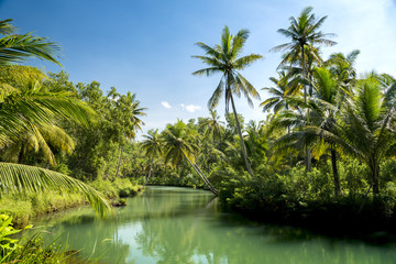 Obraz premium Coconut palms of Indonesia