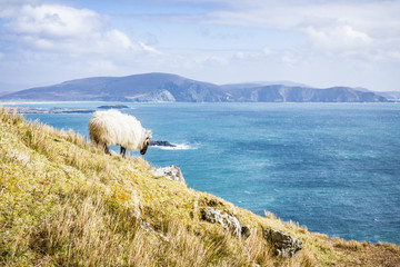 Obraz premium A sheep grazing while overlooking the Atlantic Ocean on Achill Island, Co. Mayo, Ireland.