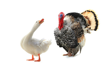 duck and turkey