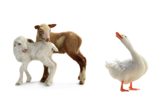 duck and sheep