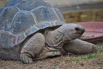 Obraz premium Aldabra giant tortoise reptile animal
