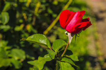image on blur beautiful Colorful roses in the garden