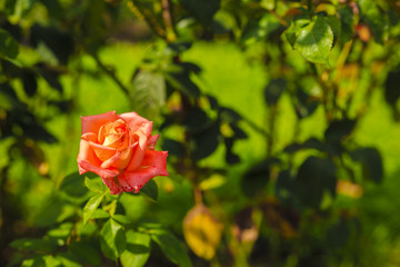 image on blur beautiful Colorful roses in the garden
