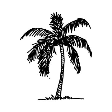 doodle coconut tree icon hand draw illustration design
