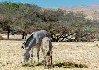 Baby and adult Somali wild donkey (Equus africanus). This species is extremely rare both in nature and in captivity. Nowadays it inhabits nature reserve near Eilat, Israel
