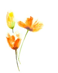 Beautiful tulip on white, watercolor flower painting