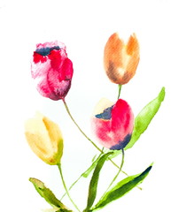 Beautiful tulip on white, watercolor flower painting
