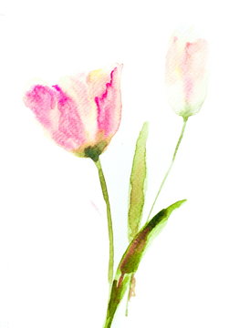 Beautiful tulip on white, watercolor flower painting