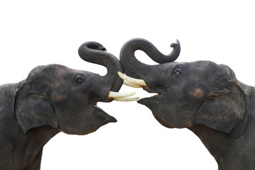 Naklejka premium Twin elephants show making stance lift trunk up isolated on white background 