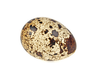 Quail egg on white background