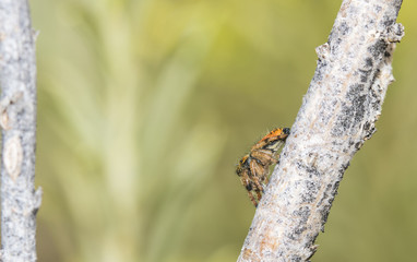 Jumping Spider (Salticidae) on Rabbitbrush Branch in Western United States