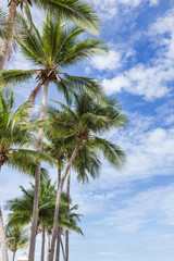 Fototapeta na wymiar coconut palm trees on blue sky background 