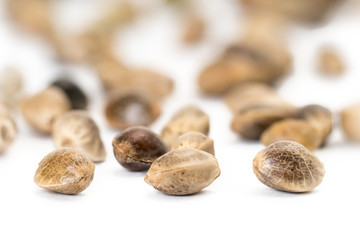 Hemp seeds close up with blurred background on white 