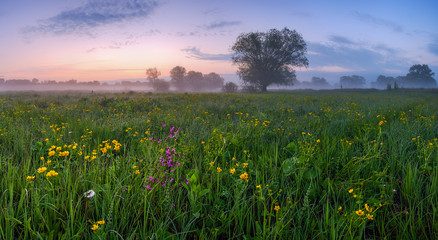 Field of Flowers at dawn