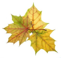 Three autumn maple leaves of different colors on a white backgro