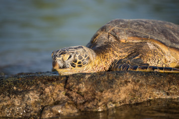 Turtle in the sun