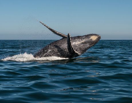 Dancing humpback whale