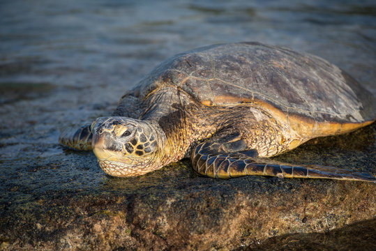 Sea turtle in hawaii