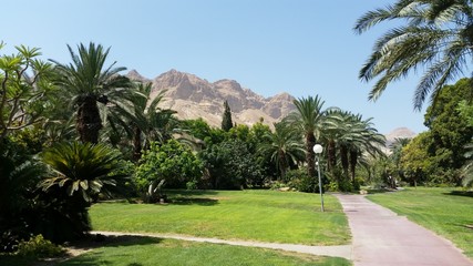 ein gedi,israel