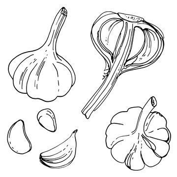 Garlics line drawn on a white background. Vector sketch of the fruit.