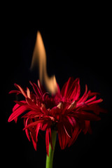 red gerbera on fire
