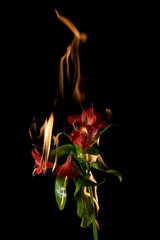 alstroemeria flower on fire